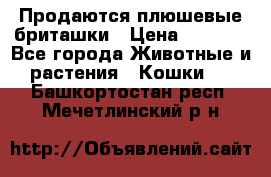 Продаются плюшевые бриташки › Цена ­ 2 500 - Все города Животные и растения » Кошки   . Башкортостан респ.,Мечетлинский р-н